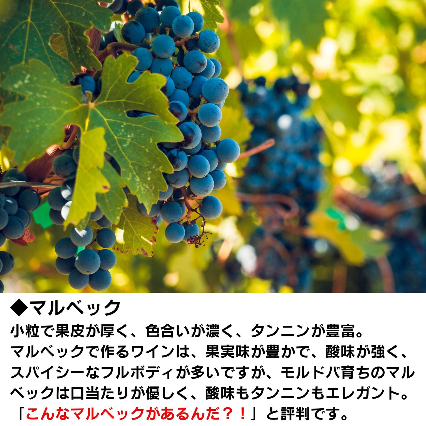 【送料無料】KAZAYAK マルベック(赤・ドライ)3本セット