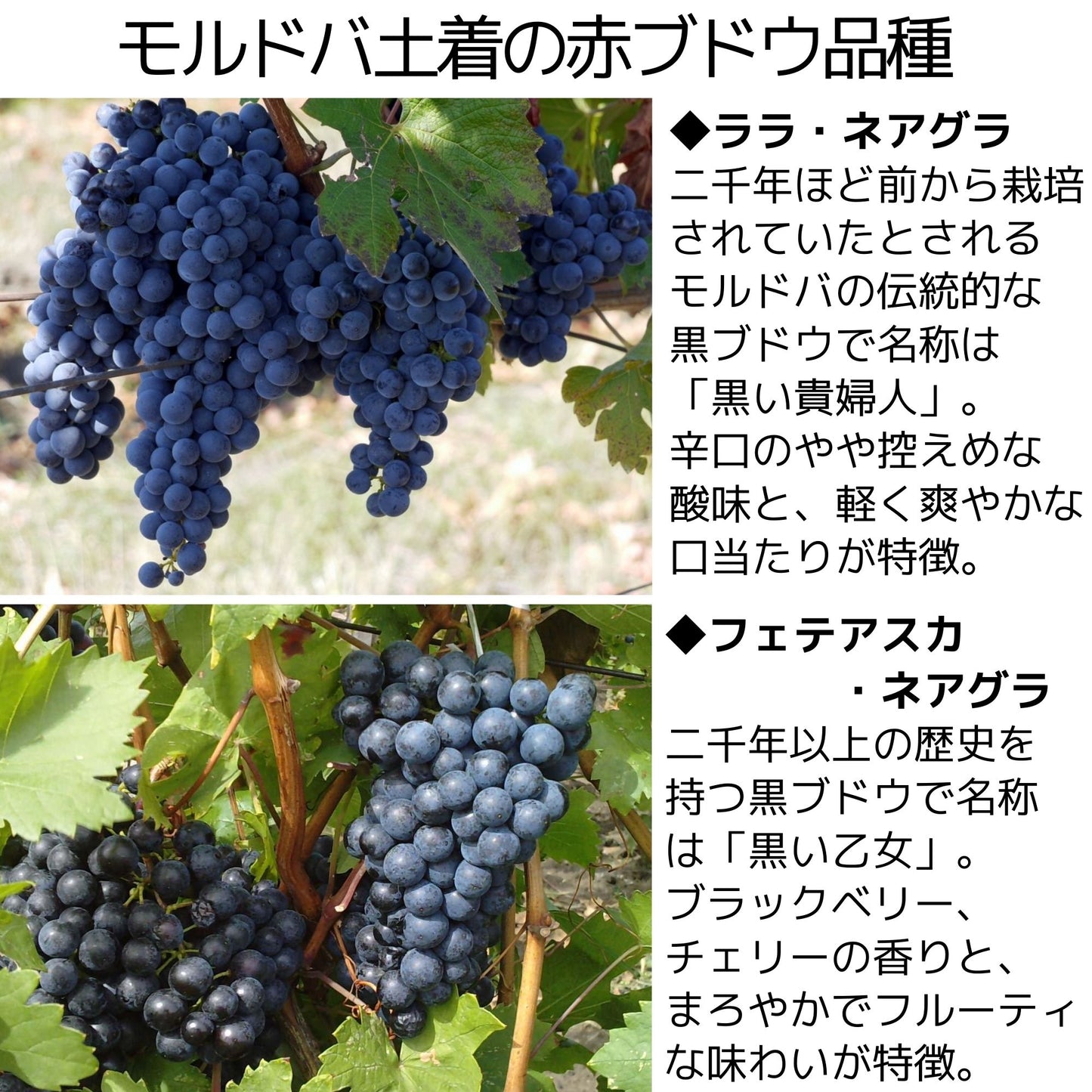 モルドバ土着品種の赤ワインセット
