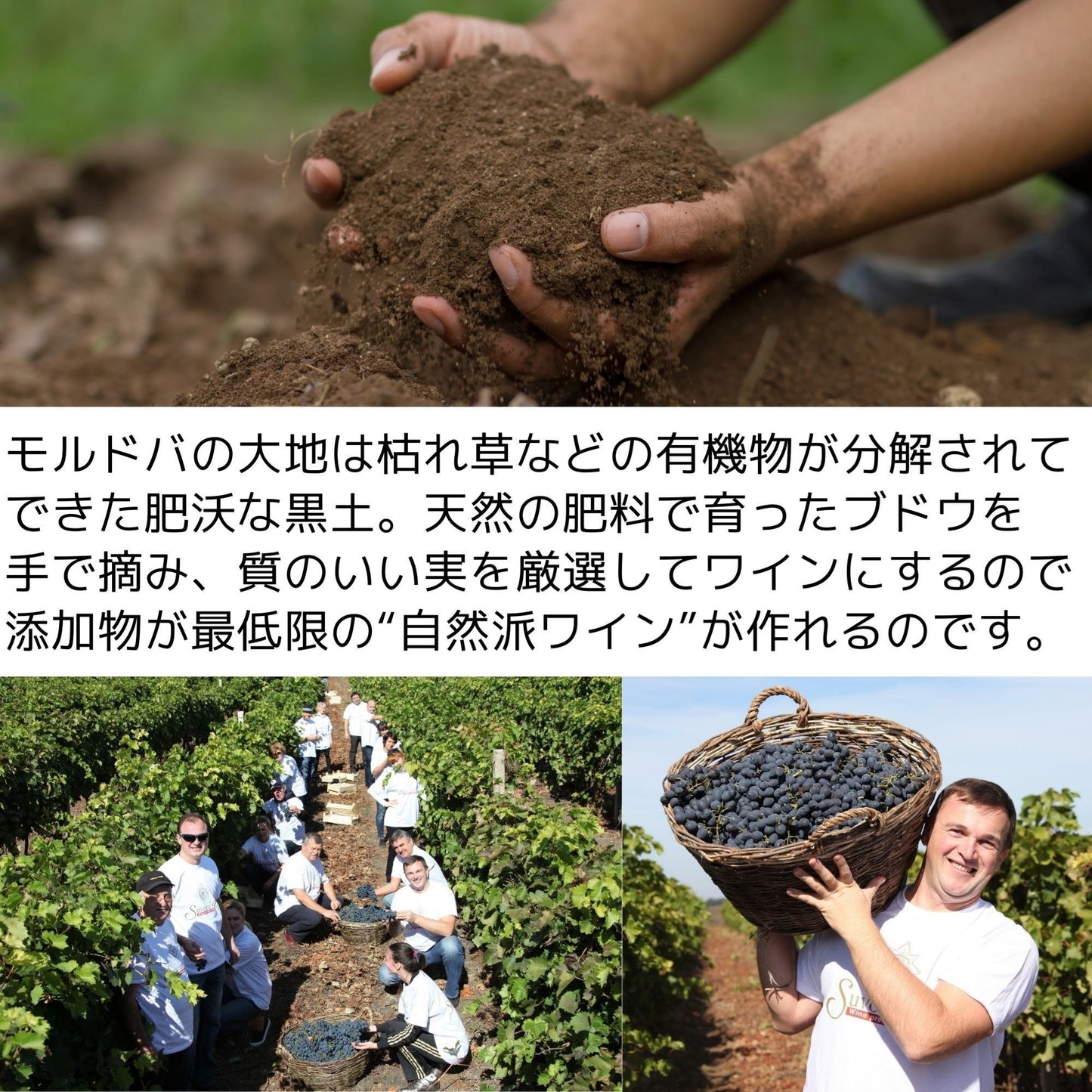 【送料無料】KAZAYAK ヴィオリカ(白・ドライ)3本セット