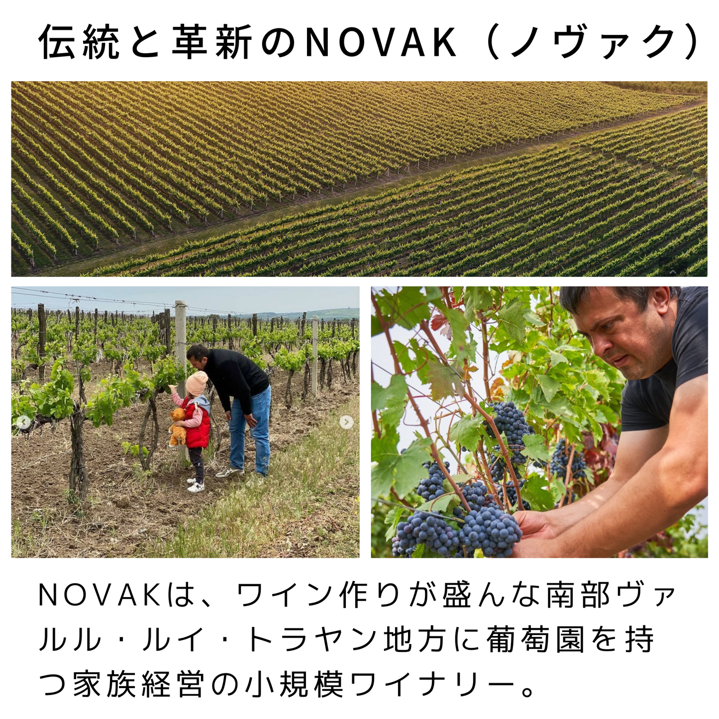 NOVAK スパークリングホワイト(泡・ドライ)