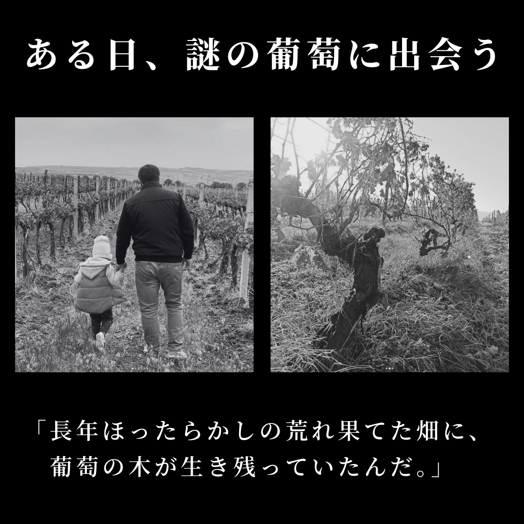 [送料無料】 まとめ買い特価 アルブ・デ・オニツカニ6本セット(ギフトボックス無し)