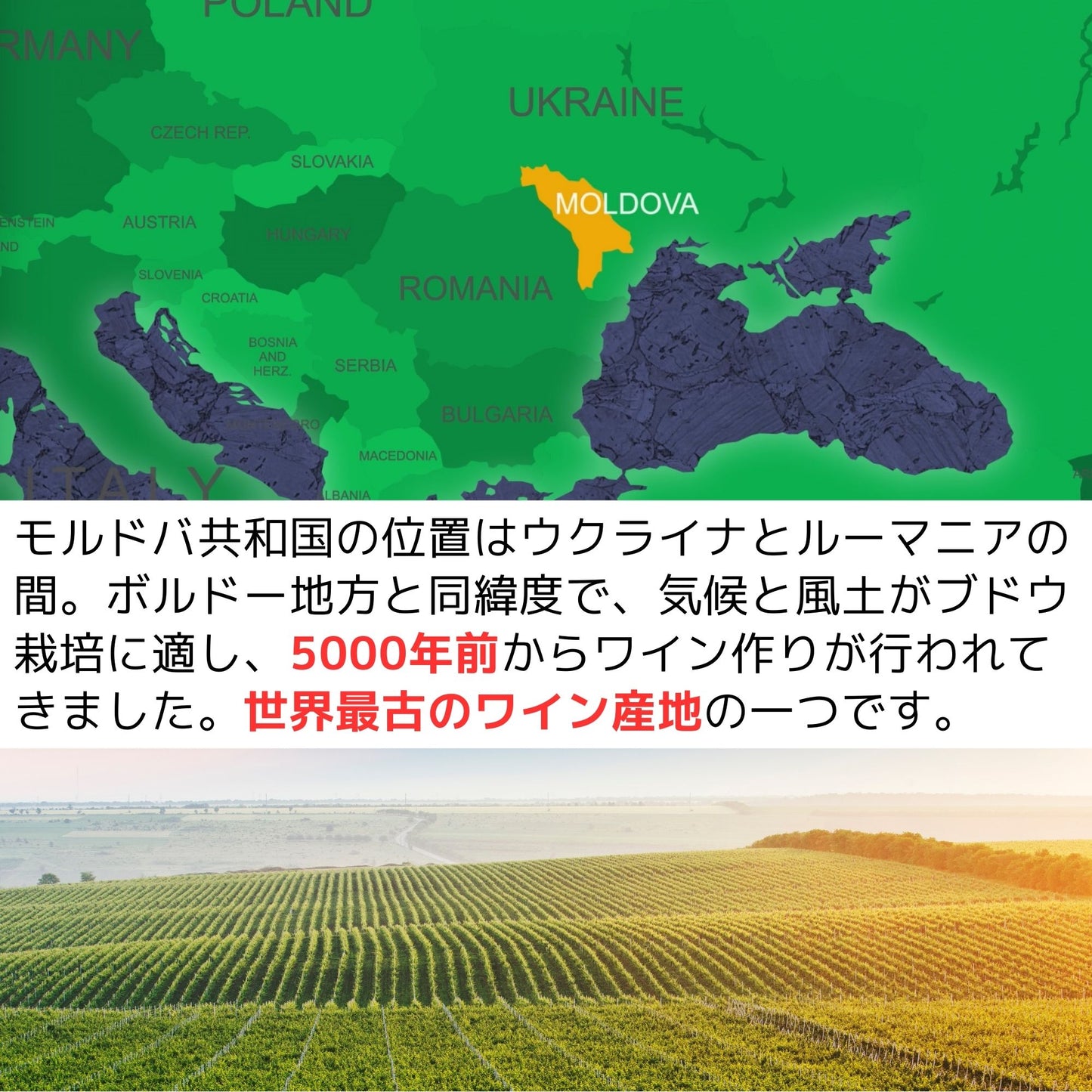 NOVAK サペラヴィ/フェテアスカ・ネアグラ(赤・ドライ)