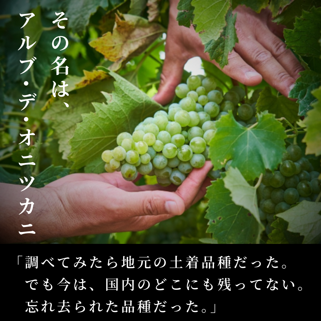 [送料無料】 まとめ買い特価 アルブ・デ・オニツカニ6本セット(ギフトボックス無し)
