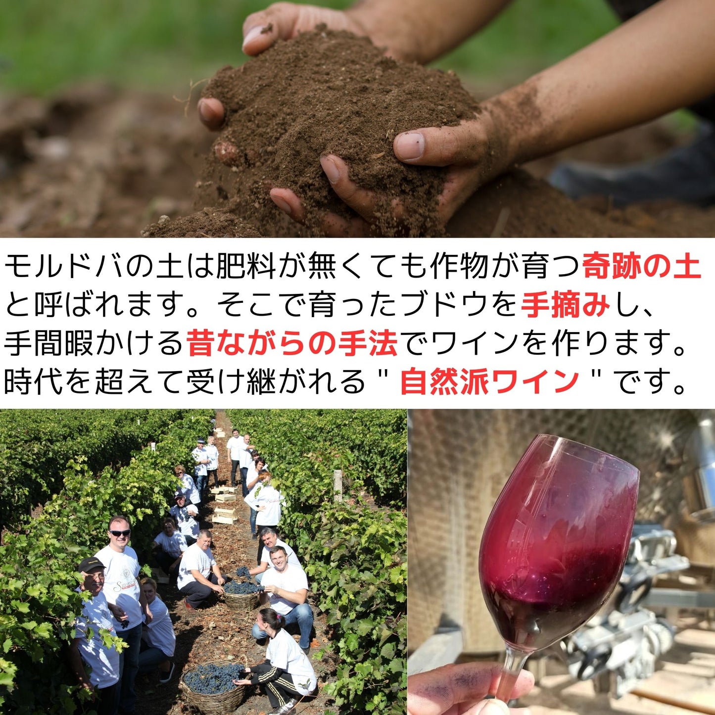 NOVAK サペラヴィ/フェテアスカ・ネアグラ(赤・ドライ)