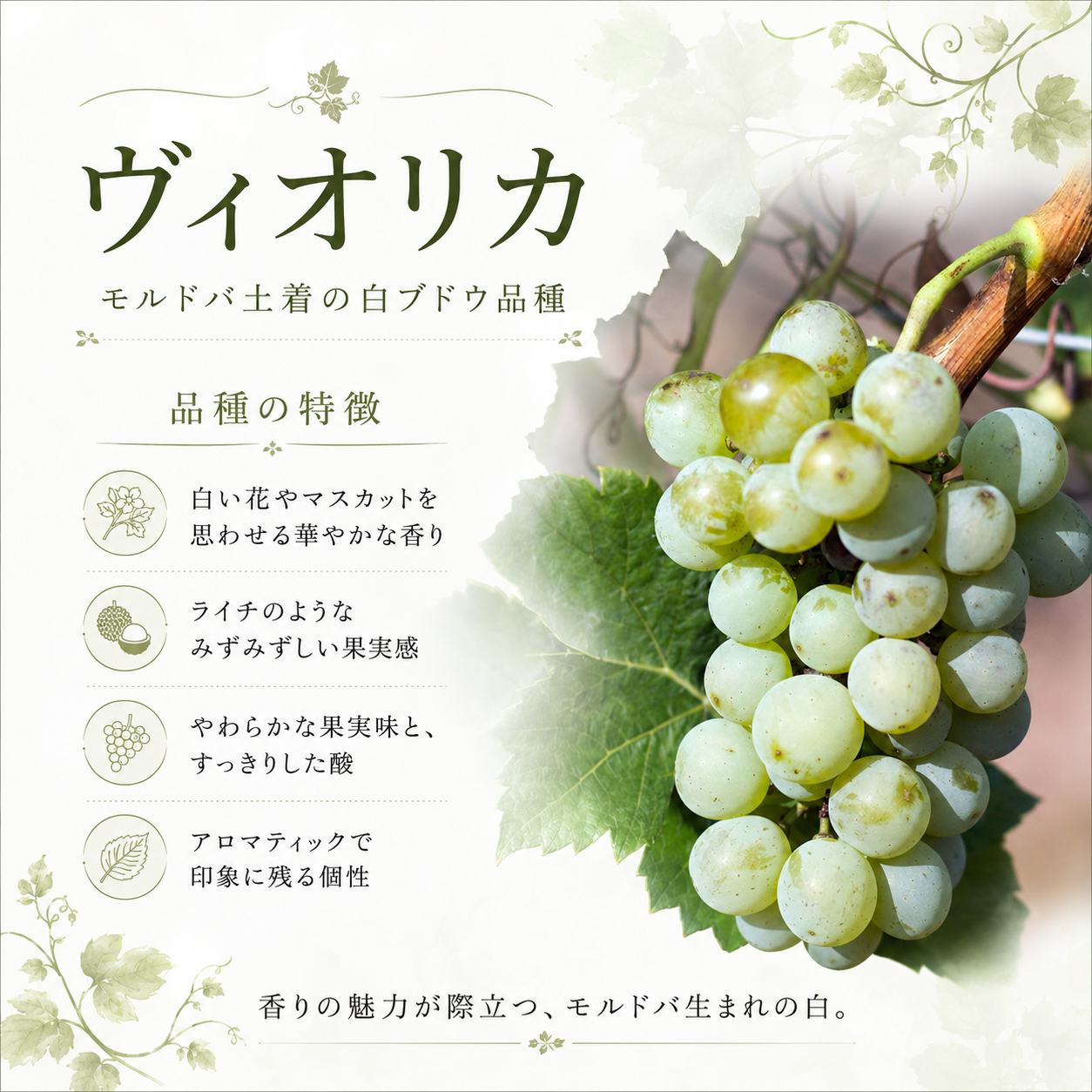 【ポイント倍・送料無料・1660円お得】涼香・夏の冷やしモルドバ6本セット